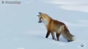 Лиса на охоте