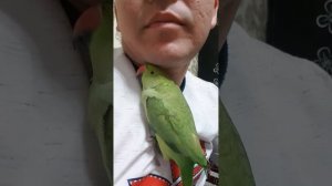 Мой ожереловый попугай