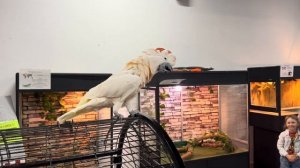 Молуккский какаду