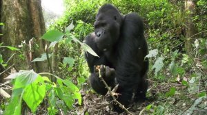 Leopard vs Gorilla Fight (in Hindi) | गोरिल्ला और तेंदुए की लडाई में कौन जीतेगा