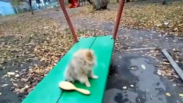 Щенок минишпица Попова Ольга