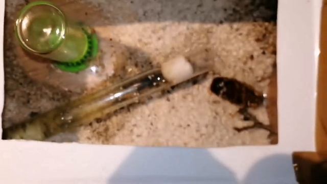 Solenopsis richteri kolonie смотреть онлайн