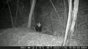 Барсук вышел из норы.