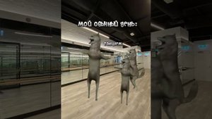 мемные коты,обычный день#рекомендации