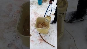 Как чистить кишки быка