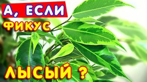 Формирование фикуса Бенджамина