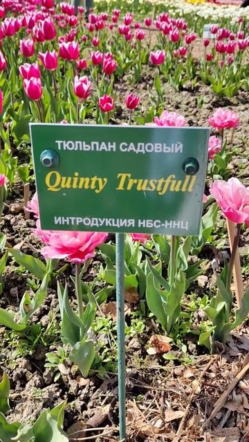 Невероятный махровый тюльпан сорт Quinty Trustfull. 29марта #парадтюльпанов #тюльпанQuintyTrustfull