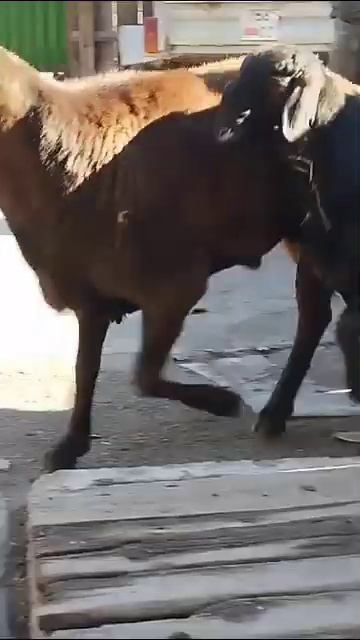 4 зуба ( примерный рост 94 уши 19 ) рядом сын 6месяц рост 80 ЦЕНА за двоих 80.000 тел; 0509929808 смотреть онлайн