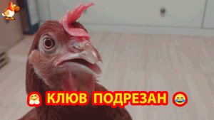 Курица с подрезанным клювом больше не хулиганка ❣️🤗😍