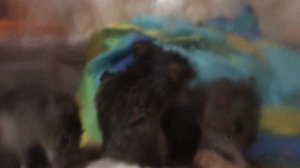 Мыши чешутся и умываются