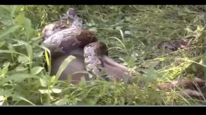 GIANT Anaconda kills Elephant!!!!