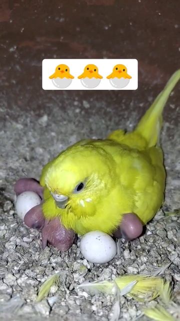 🐣love birds chicks 🐣#shorts #trending #g.k.birds farm