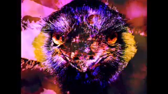 Australian Outback Emu смотреть онлайн