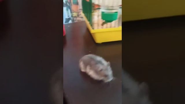 Хомяк Вова часть 2