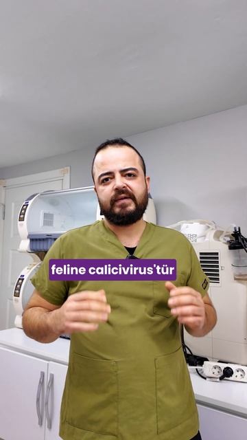 🐈 Kedilerde Karma Aşı Tek Bir Aşı mıdır? #shorts смотреть онлайн