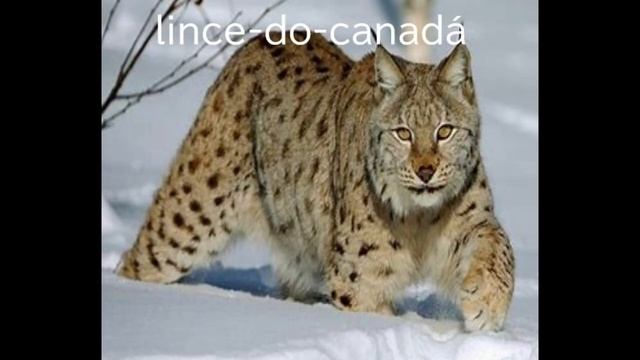 10 Espécies de Gatos Selvagens смотреть онлайн