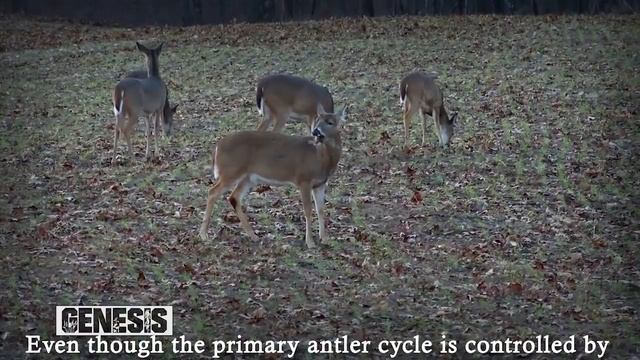 Deer Hunter Q & A: Why do Bucks Lose Their Antlers? (#6QA) @GrowingDeer.tv смотреть онлайн