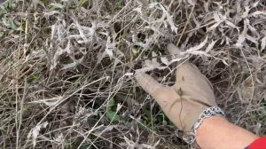 Начало сезона однобочки. Крым дождался осенних грибов)