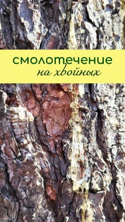 СМОЛОТЕЧЕНИЕ на хвойных