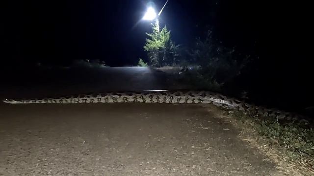 African rock python Snake#🐍🐍
