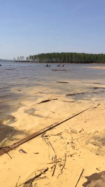 Пену от пыльцы прибило на берег Камы  Природа Урала  Добрянка Пермский край