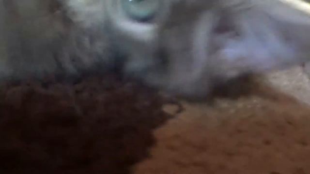 Санта Клаус пойман (битва с мешком) смотреть онлайн