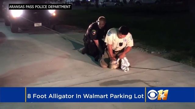 8 Foot Alligator Caught In Texas Walmart Parking Lot смотреть онлайн