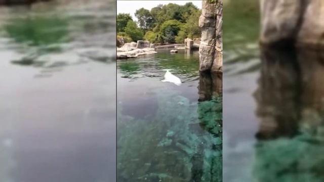 Beluga Whale Mini-documental смотреть онлайн