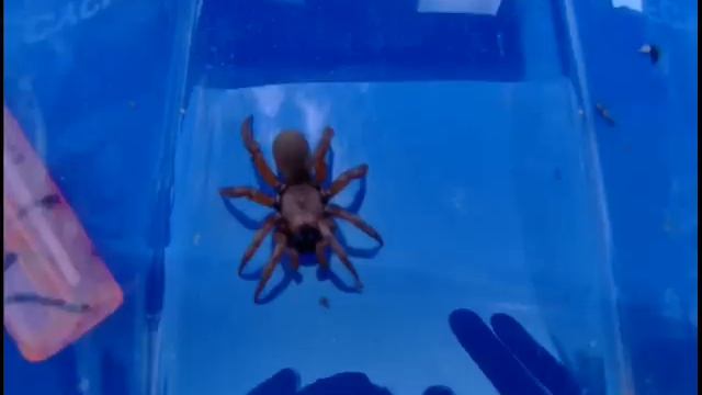 brown reclusive spider ! - Pendulum - Tarantula смотреть онлайн