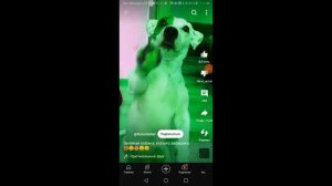 зелёная собака поп ита забирака 2 минуты