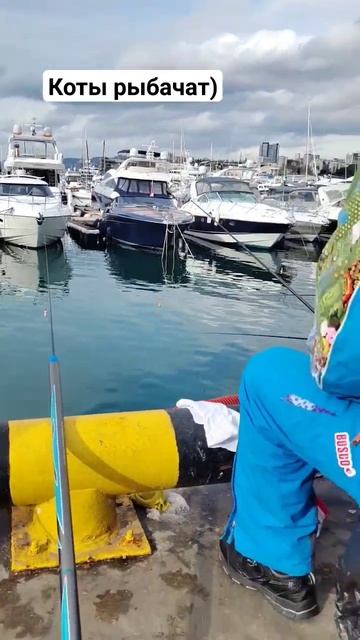 Коты рыбачат в Сочи