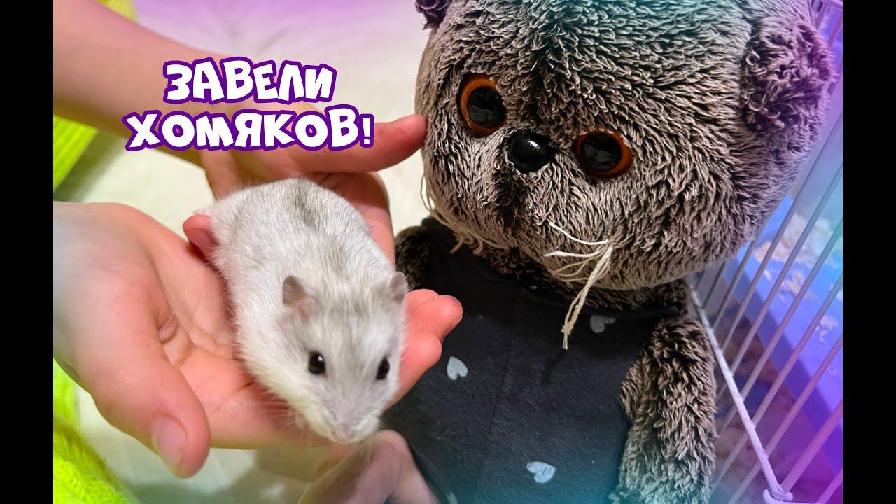 БАСИКИ ЗНАКОМЯТСЯ С ХОМЯКАМИ/Купили хомяков #Басики #Басик#волшебныебудни