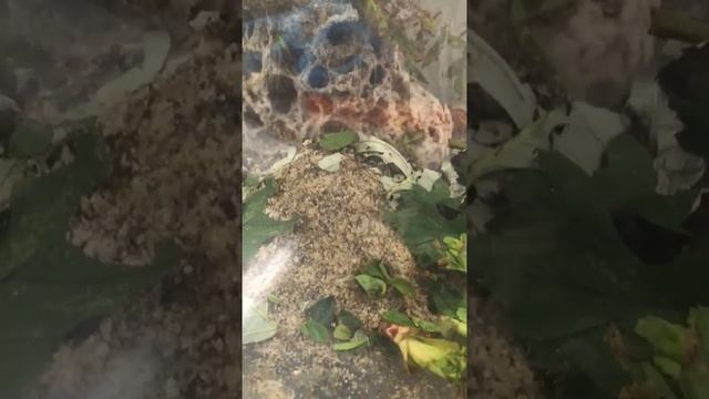 Flo‘s Atta cephalotes Frische Triebe смотреть онлайн