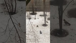 Вороны напали на ястреба/птицы в городе