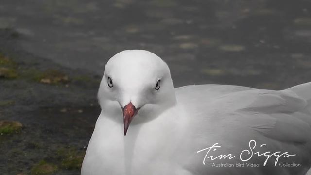 Silver Gull ( Chroicocephalus novaehollandiae ) HD Video Clip 1/1 Tim Siggs ABVC смотреть онлайн