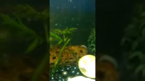 Zebra Danio eggs hatching red blue orange turquoise