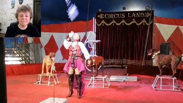 Стрим: современные цирки-шапито и их номера с животными. Особенности секреты любовь зрителей