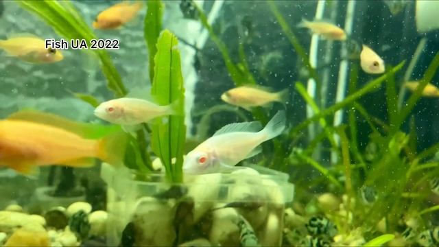 #cichlids Мальки разных видов аулонокар и других цихлид смотреть онлайн