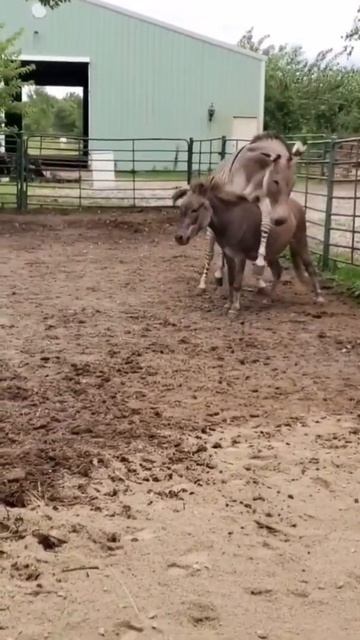 poor donkey #horselover смотреть онлайн