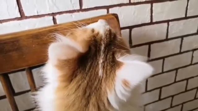 Кот говорящий!Talking cat Bulya! смотреть онлайн