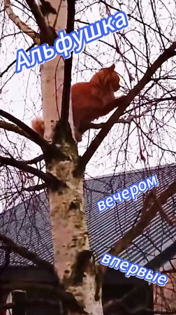 Котенок Альфушка , впервые, на березе