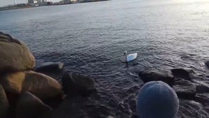 Русалочка. Копенгаген