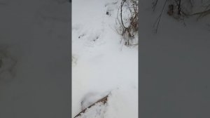 свежие рога лося в ноябре