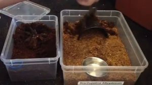 Rehousing my Juvie Brachypelma Albopilosum