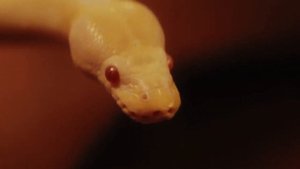 змеи snakes самые опасные змеи