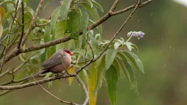 Canon EF 75-300 f/4-5.6 amostra de fotos. смотреть онлайн