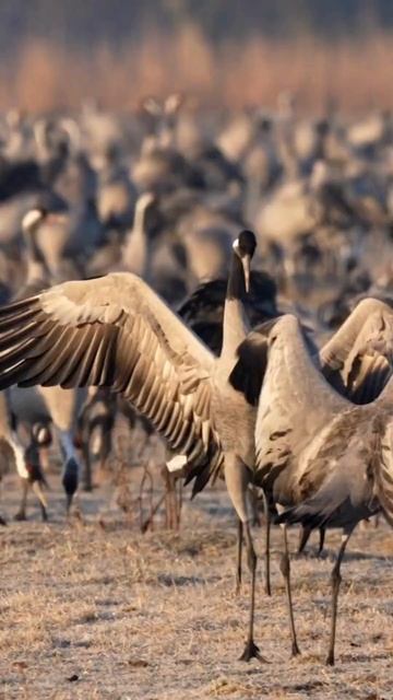 Top 3 highest flying birds #top #top3 #topglobal #birds #flying #vultures #crane #geese #top3fact