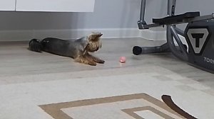 Умный мячик для собак и кошек, заказываем по ссылке: https://ya.cc/m/AR8L68N