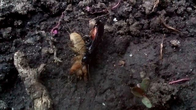 MOV 0344 смотреть онлайн