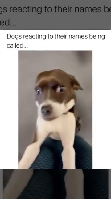 Dogs reacting to their names being called смотреть онлайн